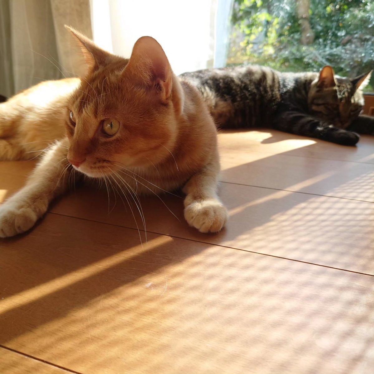shumin8573's tweet photo. おは猫

#写真好きな人と繋がりたい
#ファインダー越しの私の世界
#猫
#猫のいる暮らし
#猫のいる幸せ
#猫好きな人と繋がりたい
#猫のいる生活 https://t.co/N7pnrtI3Ix