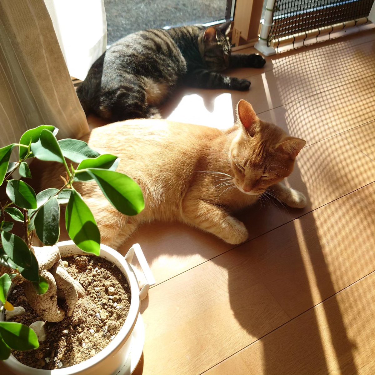 shumin8573's tweet photo. おは猫

#写真好きな人と繋がりたい
#ファインダー越しの私の世界
#猫
#猫のいる暮らし
#猫のいる幸せ
#猫好きな人と繋がりたい
#猫のいる生活 https://t.co/N7pnrtI3Ix