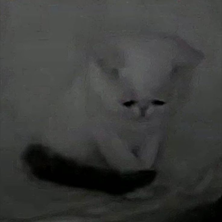 quero vê peitos