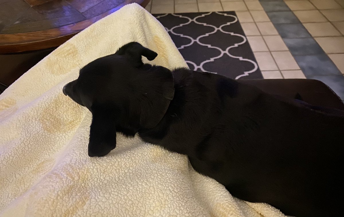 RealChristina00's tweet photo. A girls best friend 💙 https://t.co/iCqnEpEI3X
