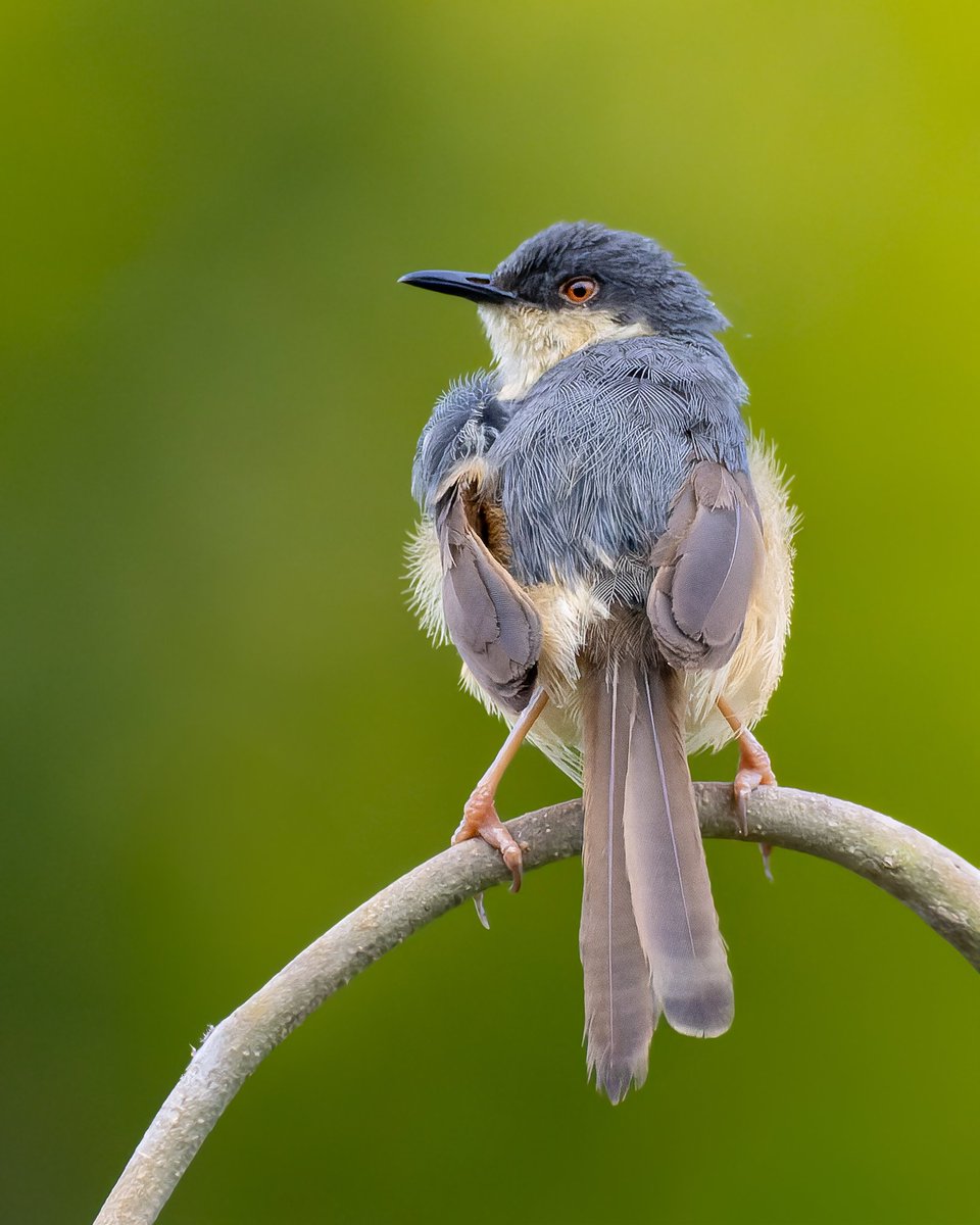 Up on the curve! #ashyprinia for #BackyardBirds theme by #indiAves my backyard is the lake just 5 mins away from my home and this is where my bird photography journey began 🙂 #birding #birdphotography #BirdsSeenIn2023 #natgeoindia