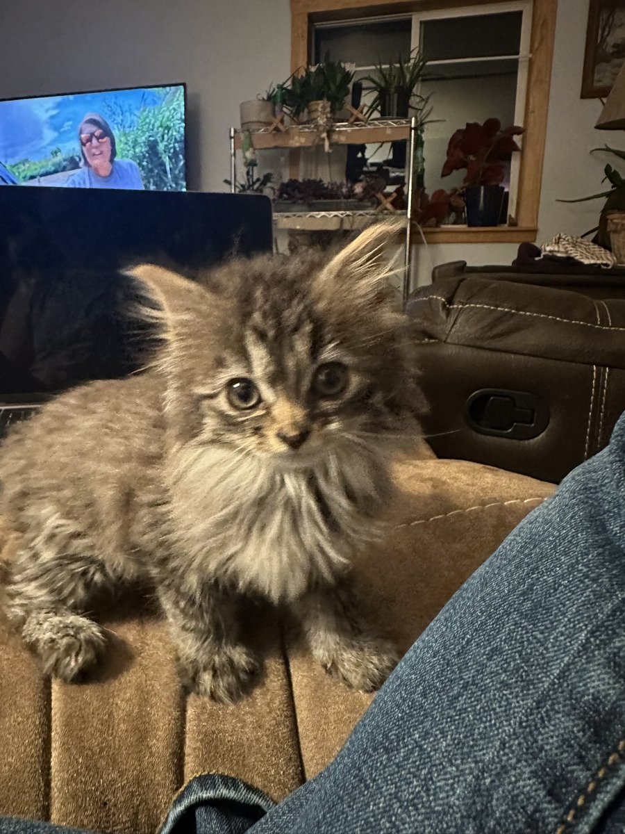 gomer2323's tweet photo. Somebody got the purrrs. #ClickNClack #AlaskaPets https://t.co/qedGcXKn6p