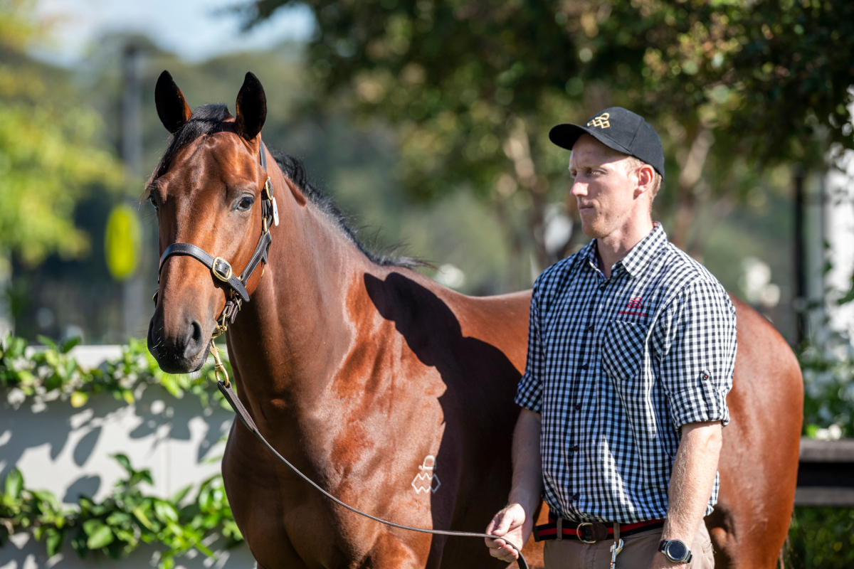 ArrowfieldStud's tweet image. Muramasa (ex Omei Sword by High Chaparral) bursts through strongly to win the @MelbRacingClub Coongy Cup G3! He was a $500k #InglisEaster purchase for trainers @busuttin from our #Classof2021 and is the 7th SW from only 46 Australian runners for his superstar sire Deep Impact 🇯🇵