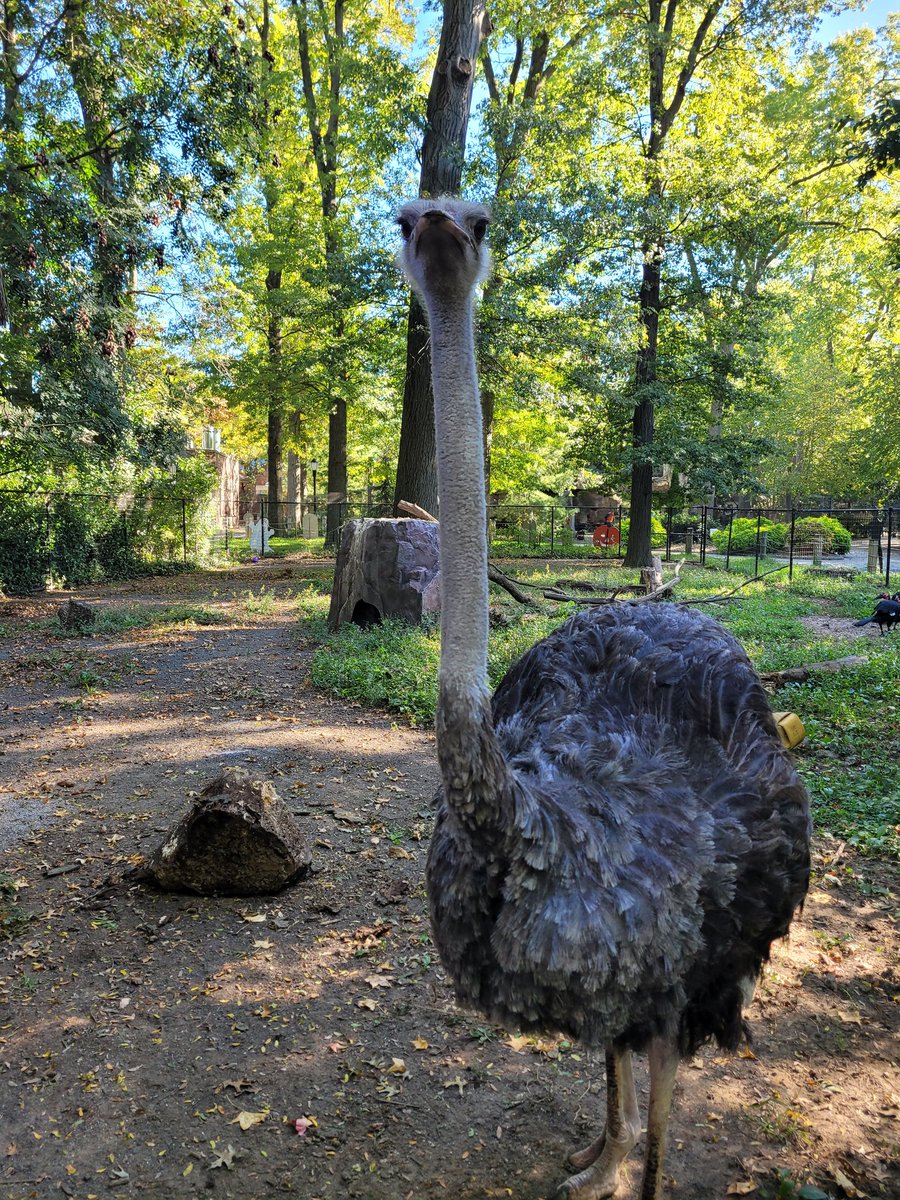 I love working with Nia, our ostrich. She is such a curious and fun loving animal!
