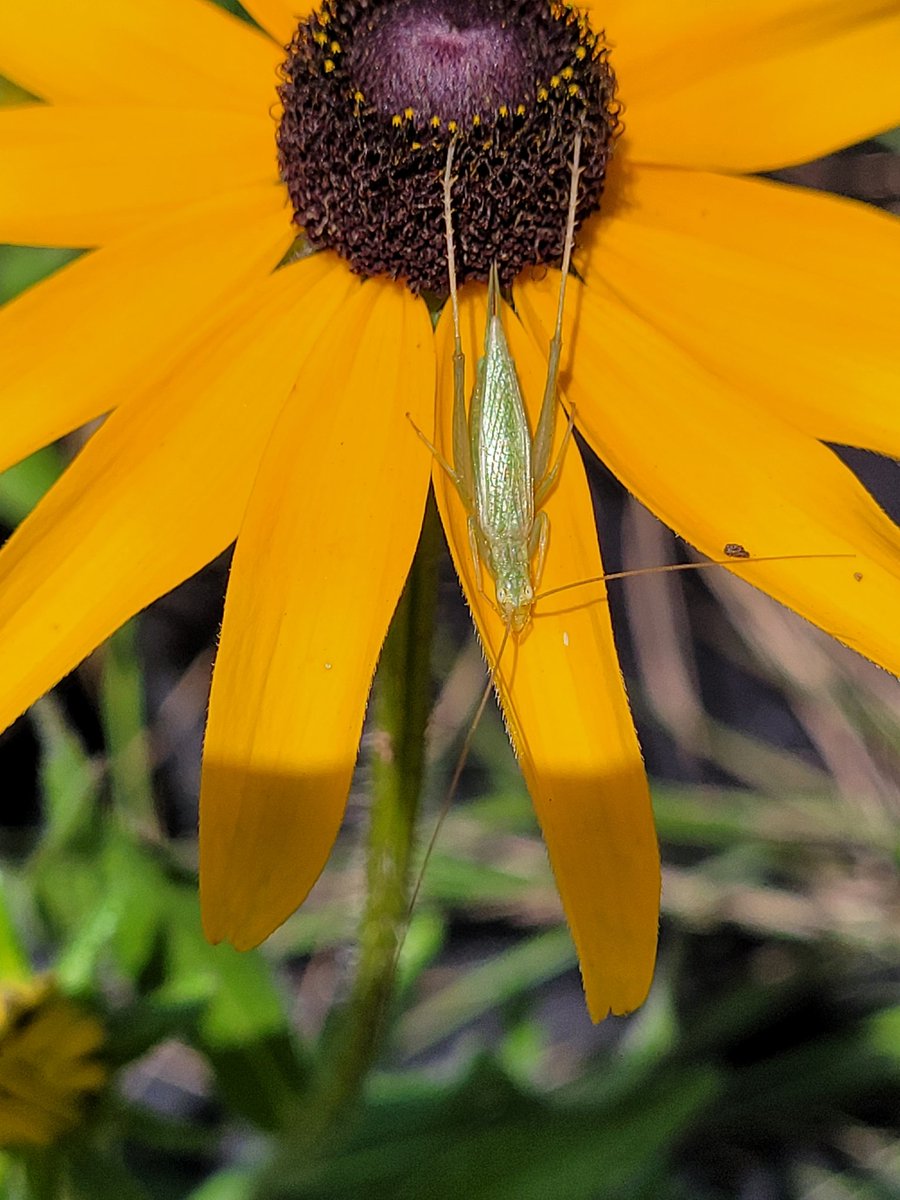 This little one, a cricket in the genus Oecanthus, was found at the Native Plant Center where I work part time!