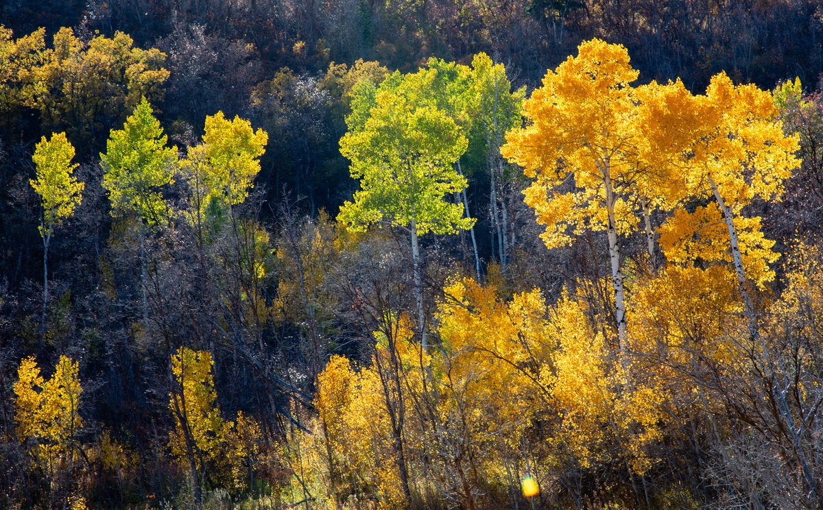 oledanielson's tweet image. #BeaUTAHful end of fall colors by  #CascadeSprings and #AlpineLoop ⁦@ThomasGeboyWX⁩ ⁦@AlanaBrophyNews⁩