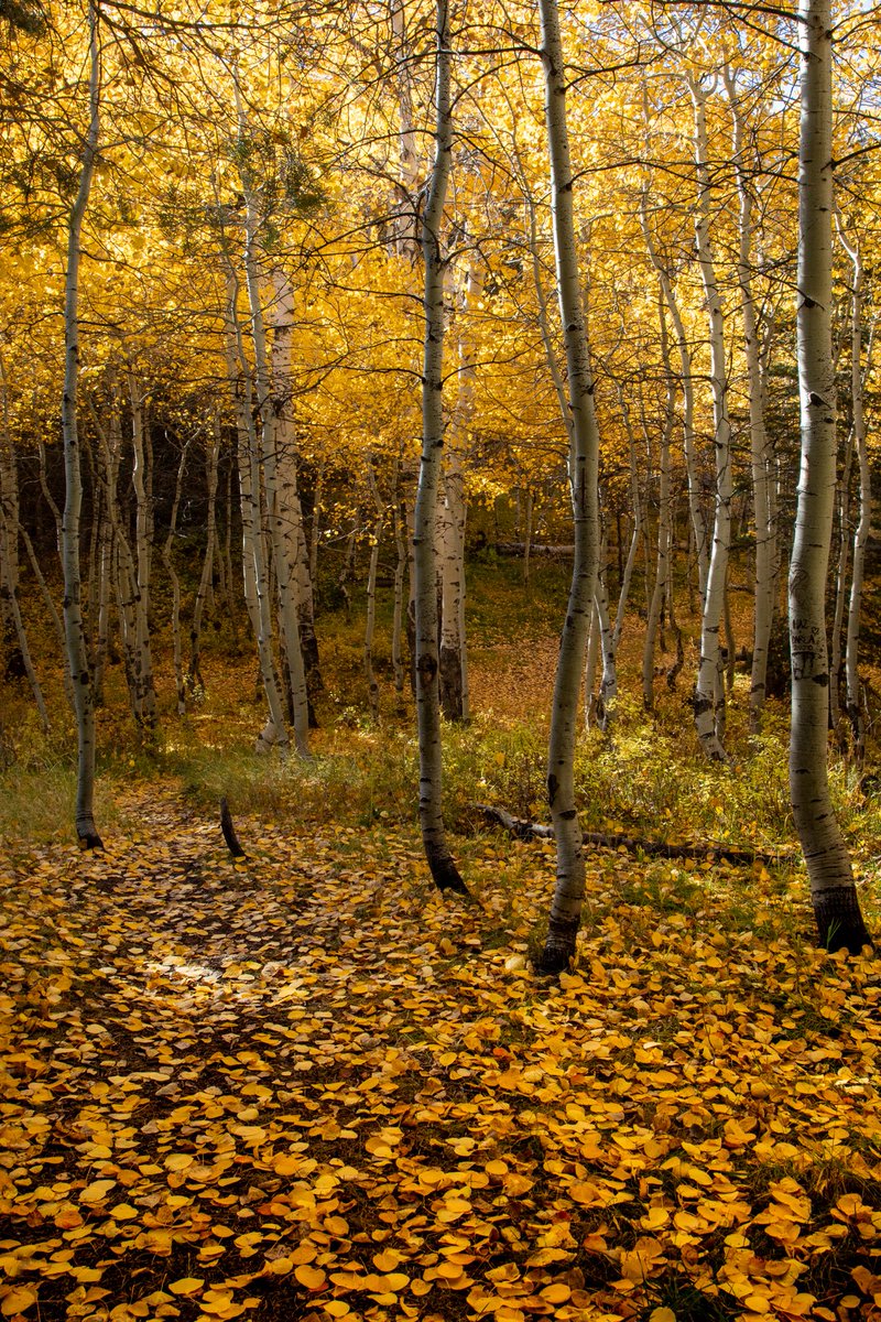 oledanielson's tweet image. #BeaUTAHful end of fall colors by  #CascadeSprings and #AlpineLoop ⁦@ThomasGeboyWX⁩ ⁦@AlanaBrophyNews⁩