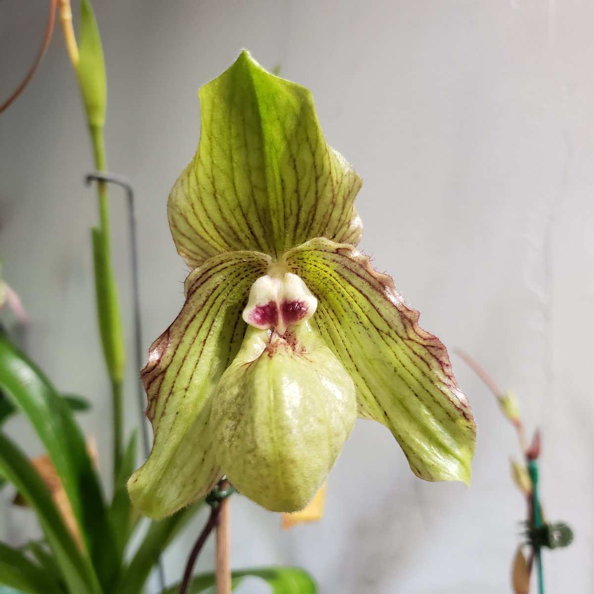 OakwoodOrchids's tweet photo. Paphiopedilum Jade Dragon. Can you see the parents in this primary hybrid? #orchid #AddictedToOrchids https://t.co/vJlcRAr571