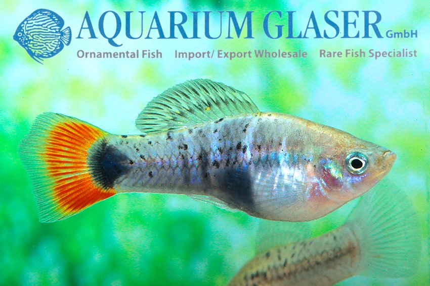 aquariumglaser's tweet photo. #Xiphophorus #variatus #Rio #Coacuilco
find more details and pics @ https://t.co/kgExUnuDLM https://t.co/5jNGs8m7aW
