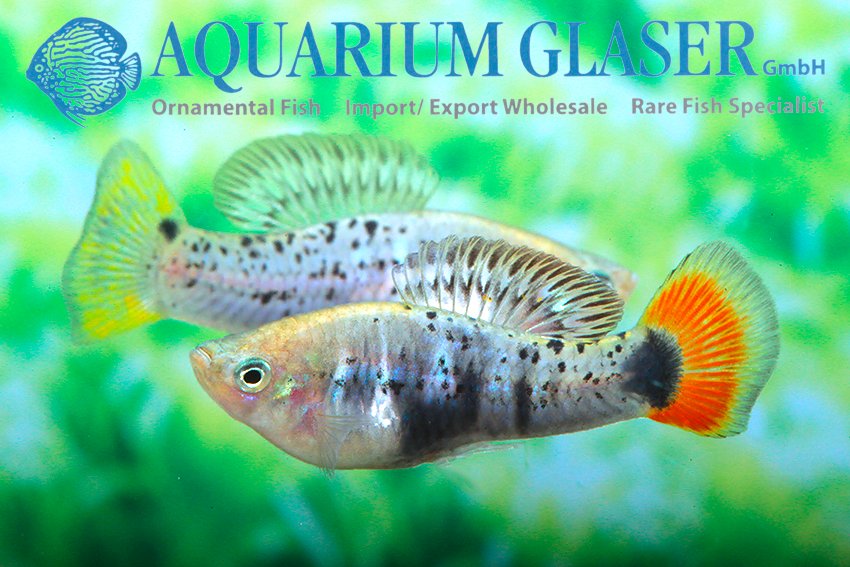 aquariumglaser's tweet photo. #Xiphophorus #variatus #Rio #Coacuilco
find more details and pics @ https://t.co/kgExUnuDLM https://t.co/5jNGs8m7aW