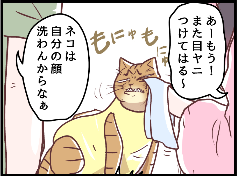 我が家の猫への印象が・・・💦  covovoy.blog.jpからまだ未公開の最新話を読むことができます!  #ニャンコ #まんが #猫 #猫あるある #猫漫画 #ペット #飼い主 #エッセイ漫画 #キャット #猫のいる暮らし