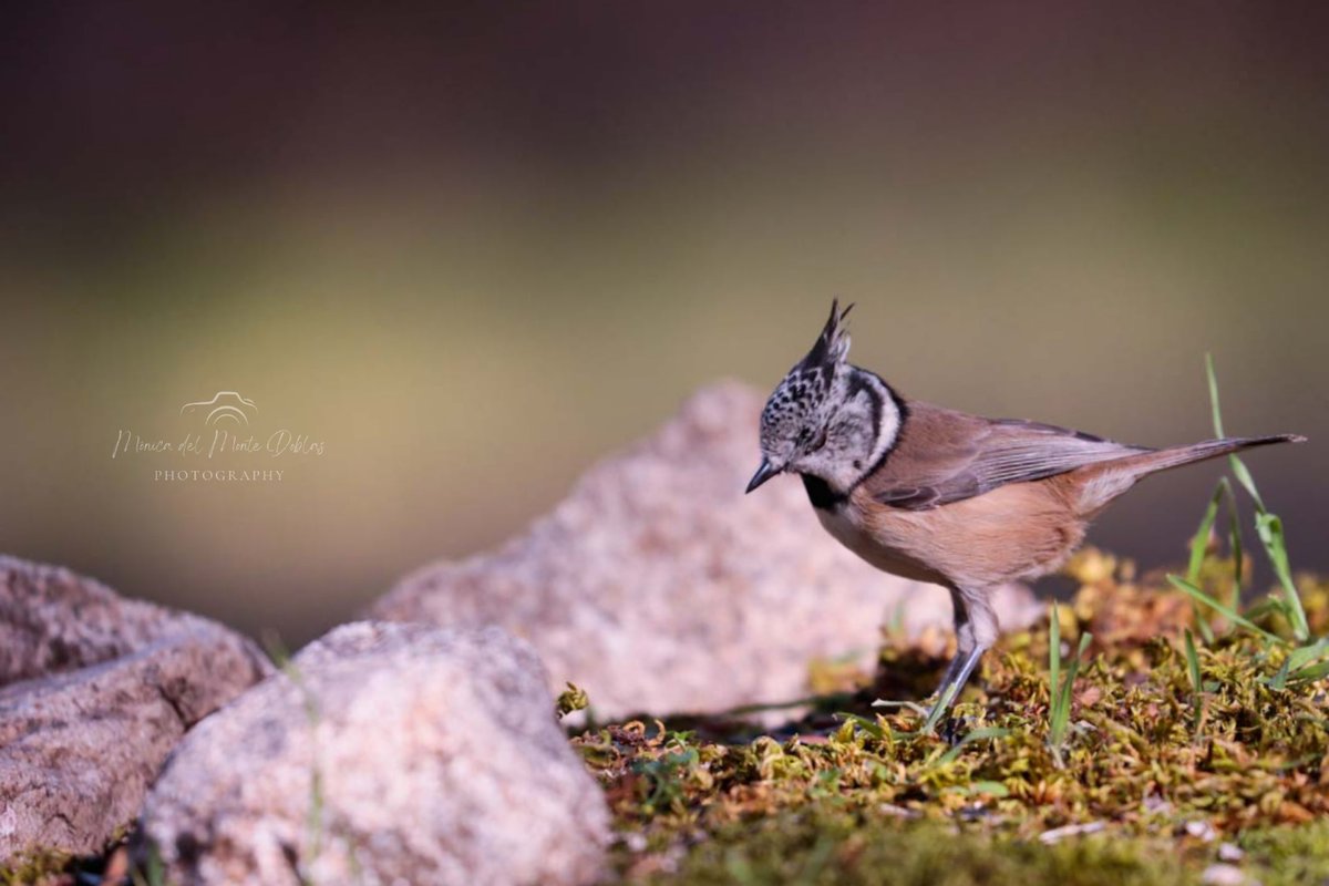 Herrerillo capuchino
#herrerillocapuchino #EuropeanCrestedTit #Lophophanescristatus #canonespaña #tufotonatgeo #birdwatching #birdwatchers