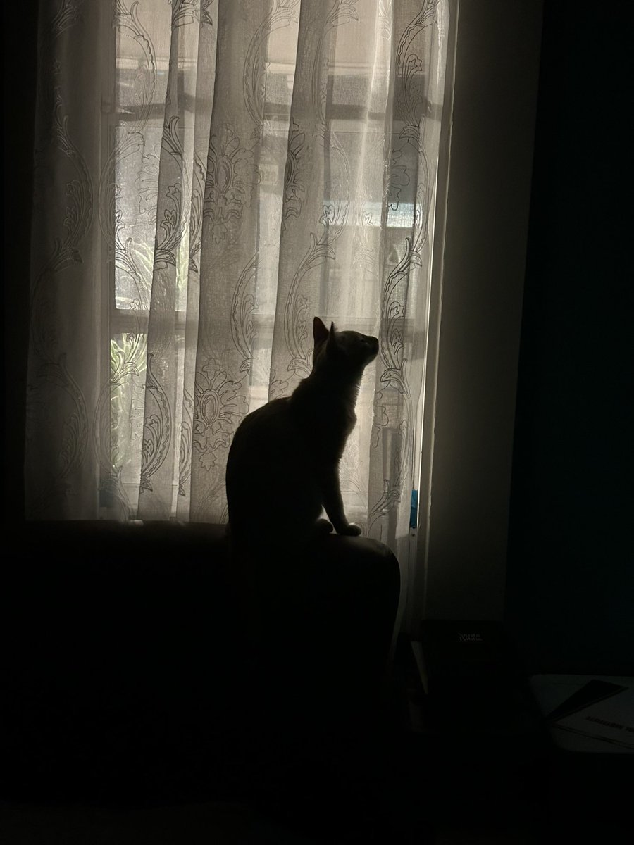 This cat so opium 🖤