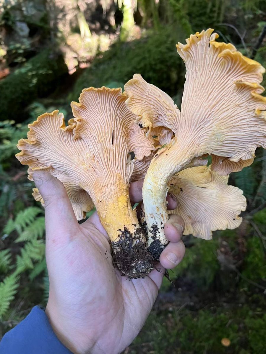 小娟牛 tweet media