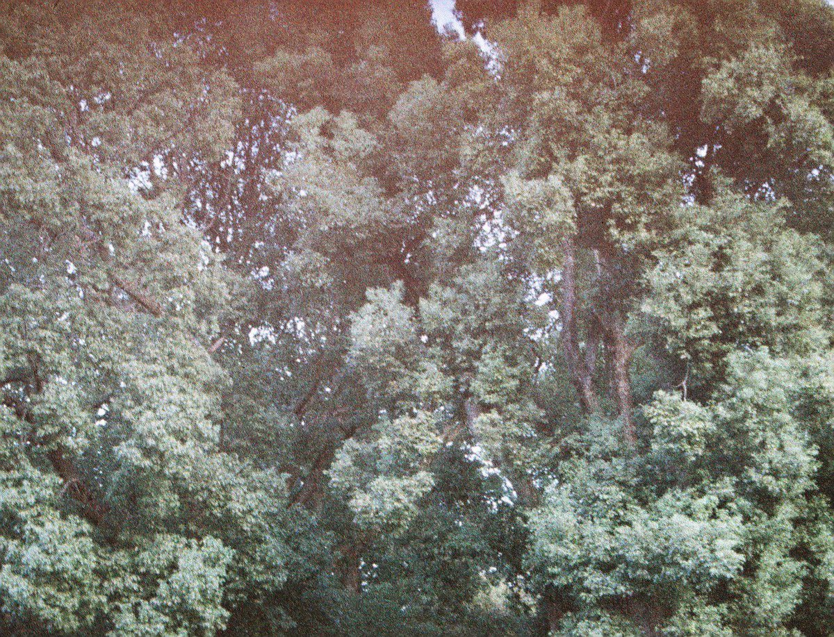 여름🍅 tweet media