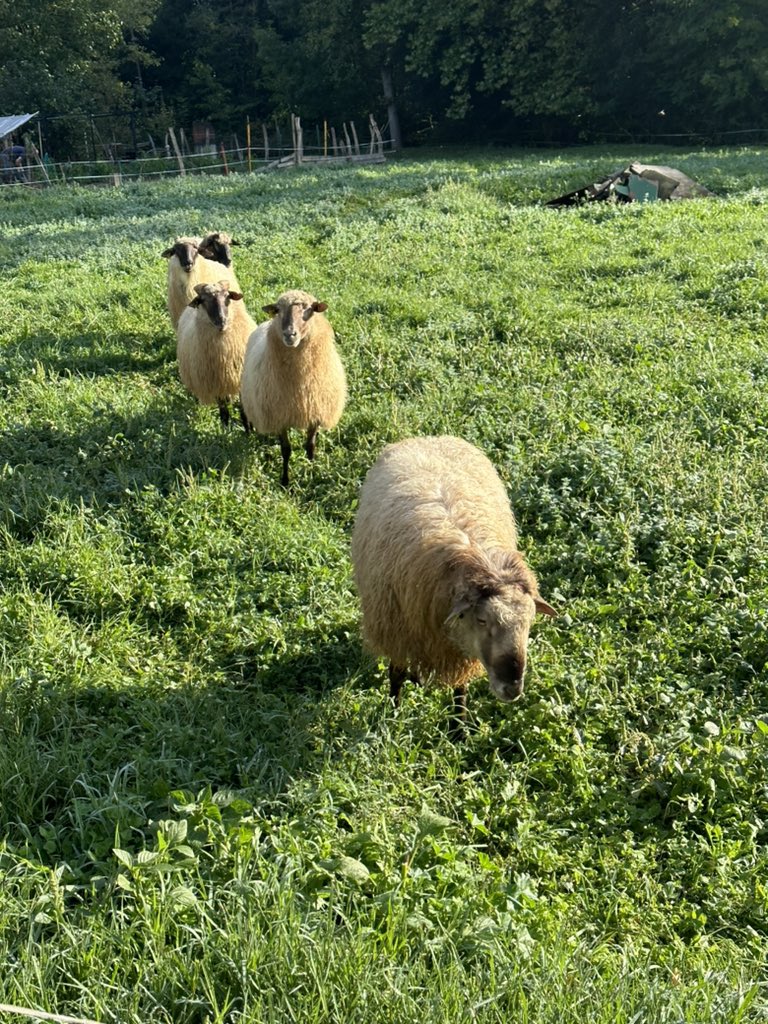 handcraftedtrav's tweet photo. Idiazabal is a delicious sheep cheese made in the Basque Country. Traditionally smoked to preserve it, you can also find unsmoked versions today. 

We visited a local artisan producer, who had just won the annual cheese tasting competition the day before our visit. https://t.co/XbcTqmgec8