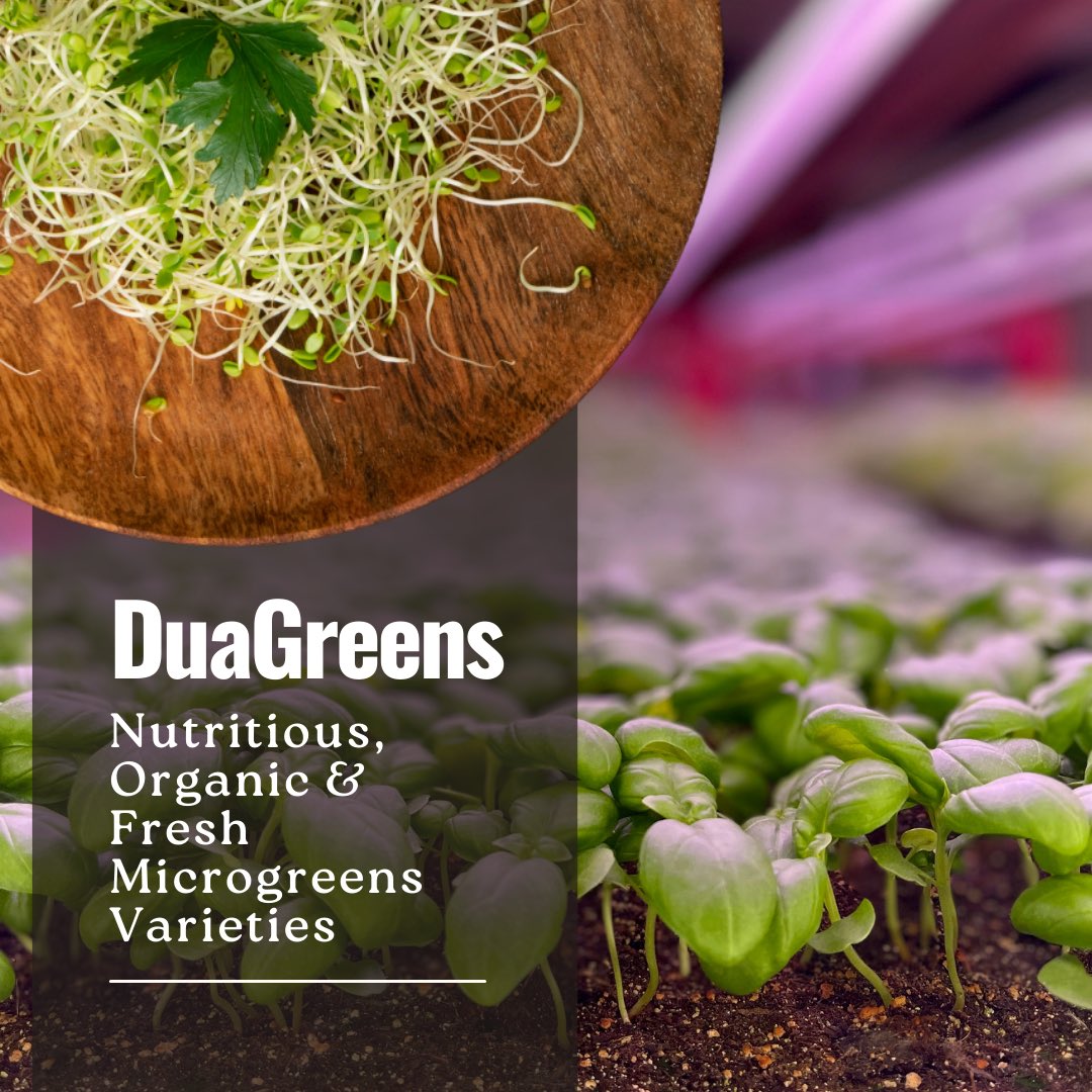 DuaGreensLLC's tweet photo. Nutritious, Organic &amp; Fresh Microgreens Varieties https://t.co/9h8FqT2yj9