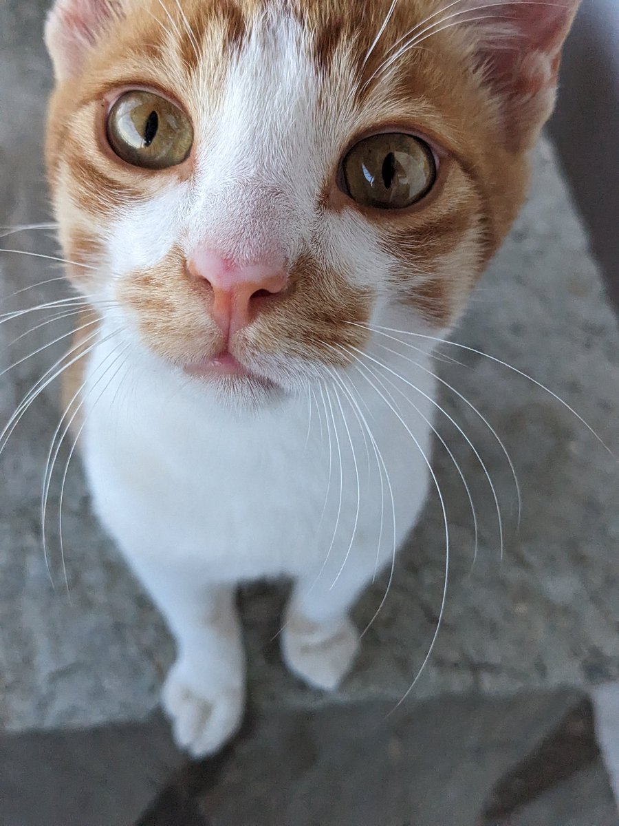 Euthumia's tweet photo. #makeWednesdaygreatagain

#notmycat https://t.co/GYiWgjE0B4