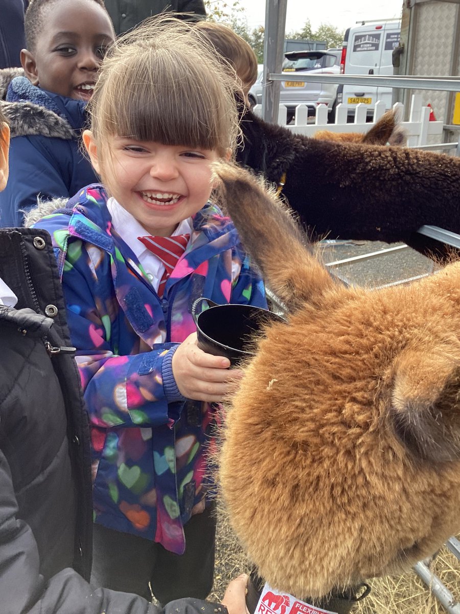 Fantastic smiles all round today!
Thank you so much Frankly Alpacas!
<a href="/DawleyPrimary/">Dawley CE Primary</a> <a href="/ShropshireStar/">Shropshire Star</a>
