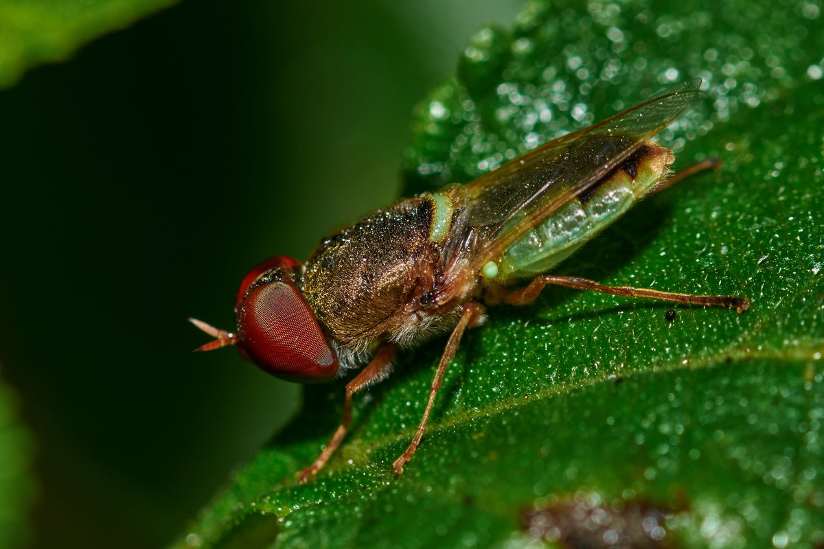 bownaankamal's tweet photo. Odontomyia sp| Salem | India
.
.
#biodiversity #Odontomyia #macroclique #insect #entomology #discoveringindia #capturedinindia #bownaankamal #salem #jawswildlife #insectworld #earthpix #animalkingdom #indianinsects #nikon #india #natgeoplanet #tamilnadu #macroshots #mynikkor #macro #insects #discovertheworld