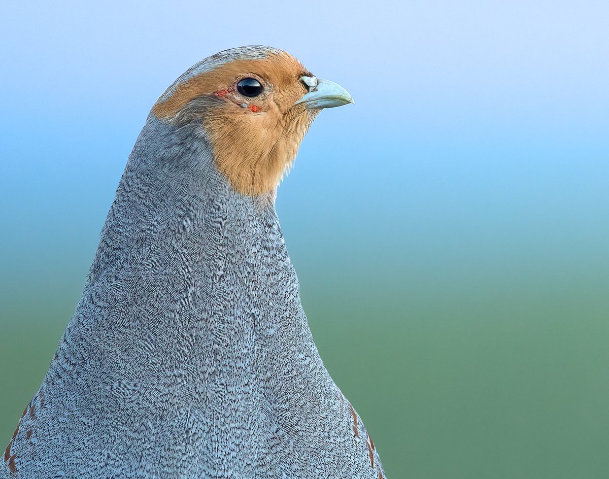 PARTRIDGE_net's tweet photo. 🧵📣 Key monitoring results from the @PARTRIDGE_NSR project:
1️⃣ Grey partridge: Our ten demonstration sites had significantly more #greypartridge males than our reference sites, where no or very little habitat management took place. 
📷 Jasper Brennberger
@NorthSeaRegion https://t.co/OTvGFeaIu2