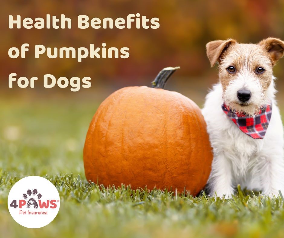 #Pumpkins are a #Superfood for our pet pooches – packed with nutrients and full of fiber! So when you’re carving your jack-o-lantern this #Halloween, don’t forget to keep a couple of spoonful’s of the delicious fleshy pumpkin back as a treat for your dog! #4Paws #PetInsurance