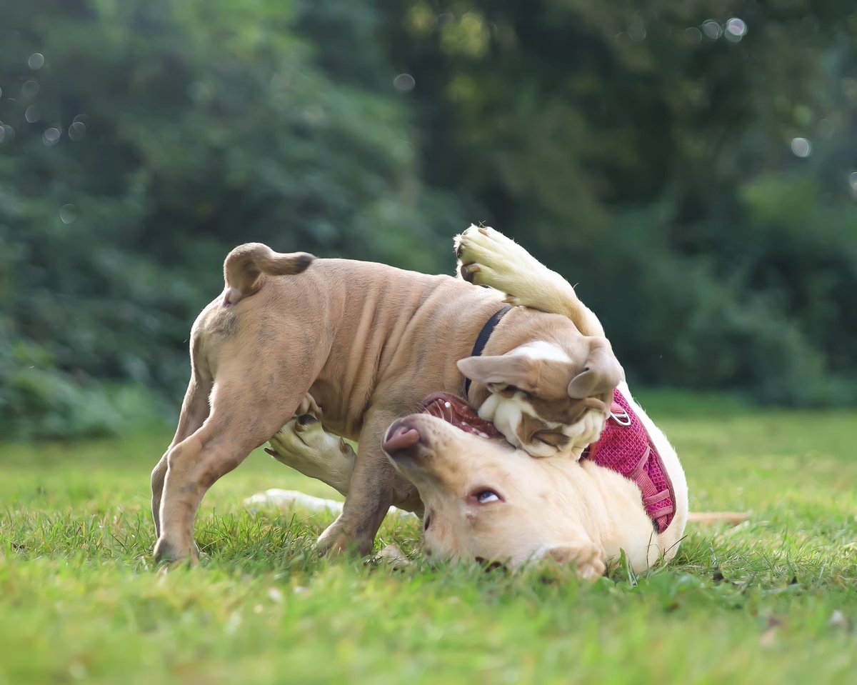 Nighthawk1973's tweet image. Nikita has a boyfriend for life. Baco lives nearby. Owners meet up almost every day so they can play with each other. Baco is 12 weeks old, so still a real puppy.