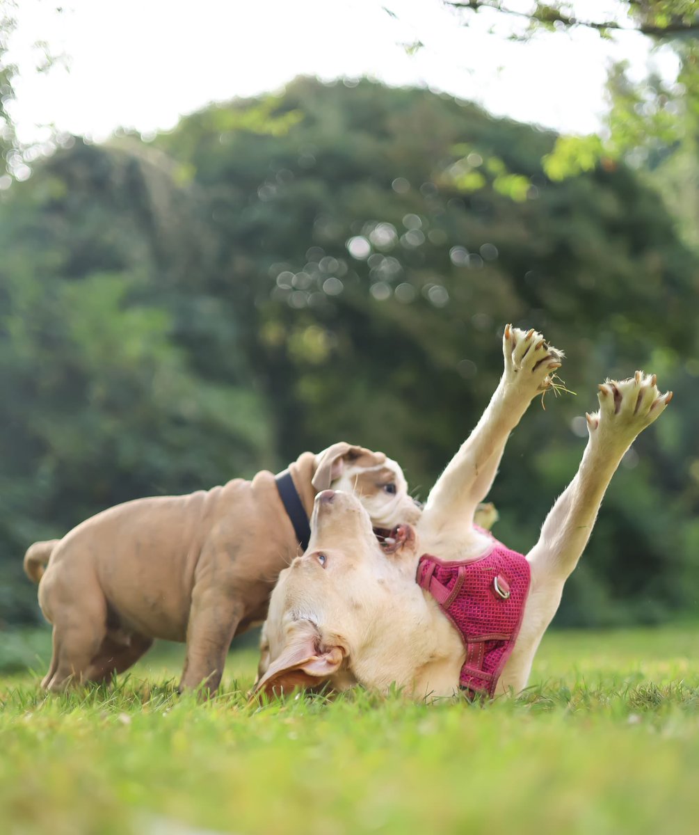 Nighthawk1973's tweet image. Nikita has a boyfriend for life. Baco lives nearby. Owners meet up almost every day so they can play with each other. Baco is 12 weeks old, so still a real puppy.