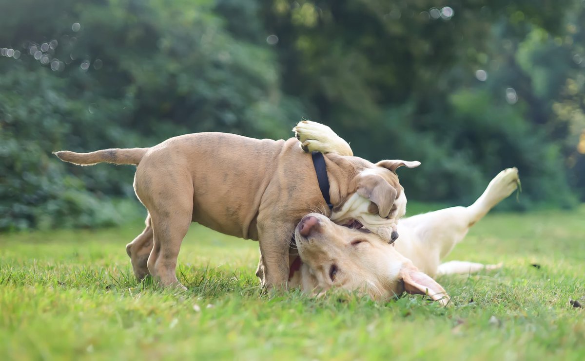 Nighthawk1973's tweet image. Nikita has a boyfriend for life. Baco lives nearby. Owners meet up almost every day so they can play with each other. Baco is 12 weeks old, so still a real puppy.