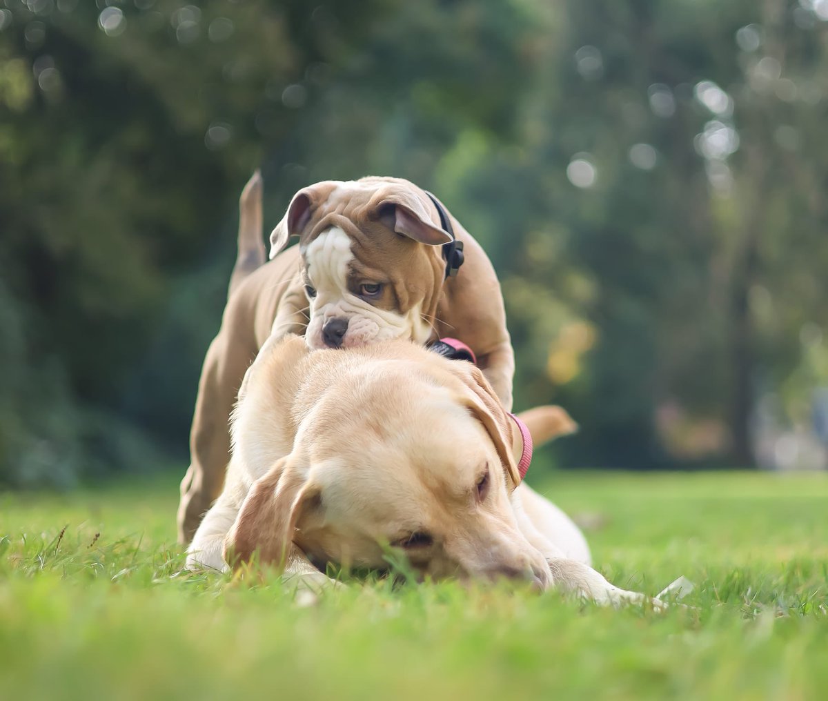 Nighthawk1973's tweet image. Nikita has a boyfriend for life. Baco lives nearby. Owners meet up almost every day so they can play with each other. Baco is 12 weeks old, so still a real puppy.