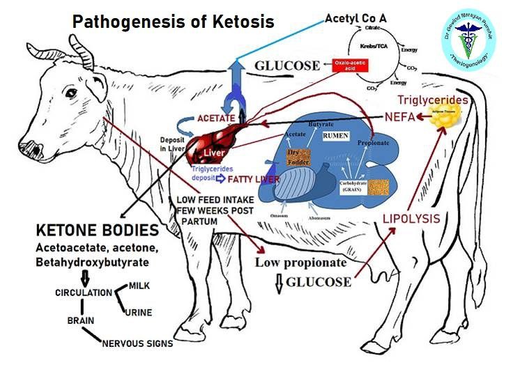 HalfBakedVet's tweet photo. 💥Pathogenesis of Ketosis 📒
Click On Image For Better Resolution.
#VET #vetmed #ketosis #cattle https://t.co/uC7CuC9J0L