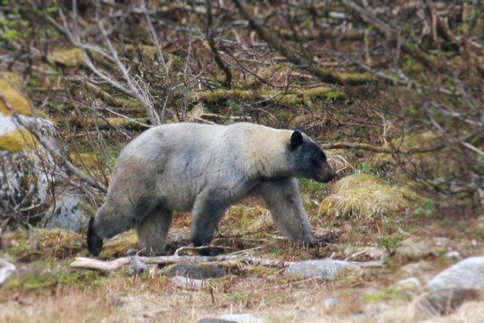 hourlyursus's tweet photo. thinking about the glacier bear.... https://t.co/eTfZG9MJlp