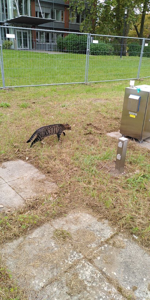 HLNUG_Hessen's tweet photo. Die Abnahme durch die diensthabende #Katze ist erfolgt. Einzige Beanstandung: zu wenig Futter. 
Der #Ringversuch #Partikel kann dann morgen bei uns auf dem Hof starten. 
#LuftmessnetzHessen #CatsOfTwitter https://t.co/ULFmNKSda9