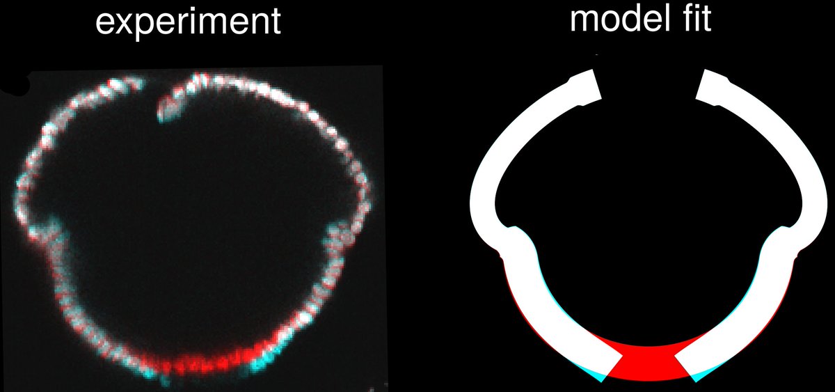 New #biophysics #devbio #preprint: 'Cut it out: Out-of-plane stresses in cell sheet folding of Volvox embryos' biorxiv.org/content/10.110… - the latest chapter in the #Volvox saga with @StephanieHoehn. @mpi_pks @csbdresden @mpicbg Many thanks to @goldlabUC where this saga started!