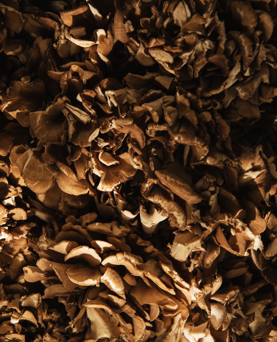 Lympstone_Manor's tweet photo. We use Forest Fungi to provide the earthy goodness of mushrooms to our dishes. Based in scenic Dawlish, just a stone's throw away from Lympstone Manor Hotel and grow their produce onsite!
@forestfungidevon #passionforfood #localproduce
https://t.co/YLYaI3OjRT