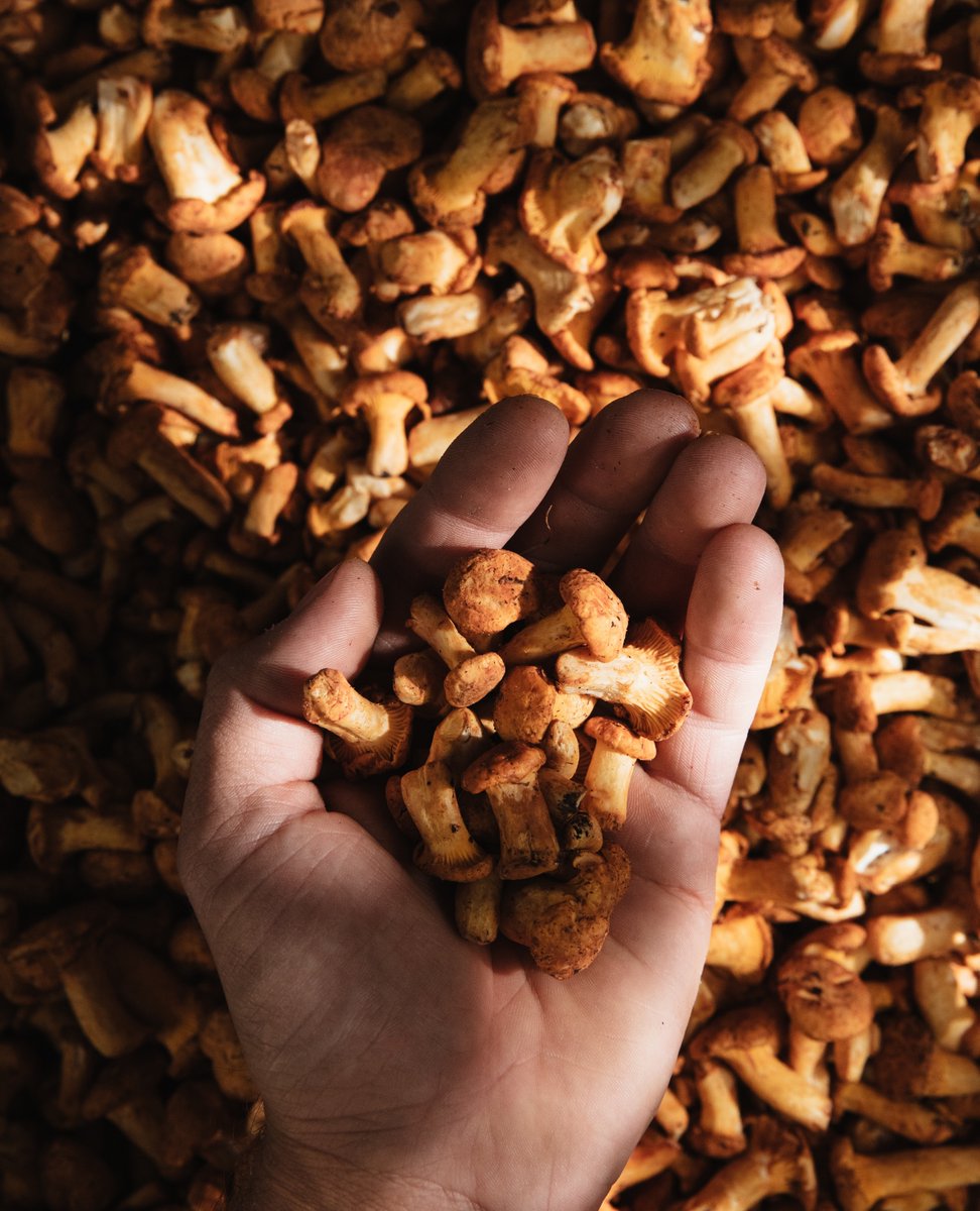 Lympstone_Manor's tweet photo. We use Forest Fungi to provide the earthy goodness of mushrooms to our dishes. Based in scenic Dawlish, just a stone's throw away from Lympstone Manor Hotel and grow their produce onsite!
@forestfungidevon #passionforfood #localproduce
https://t.co/YLYaI3OjRT
