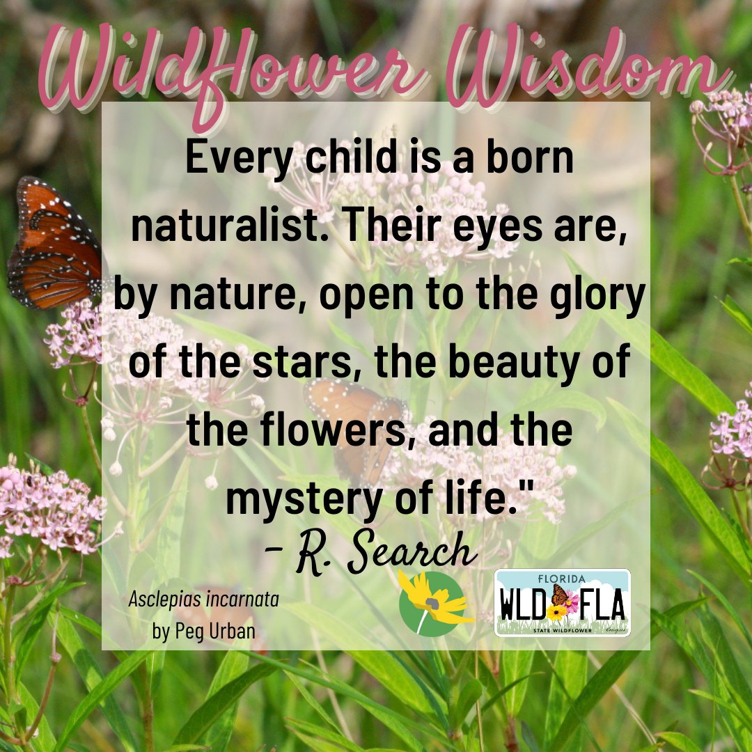 Florida's Native Wildflowers  Florida Wildflower Foundation