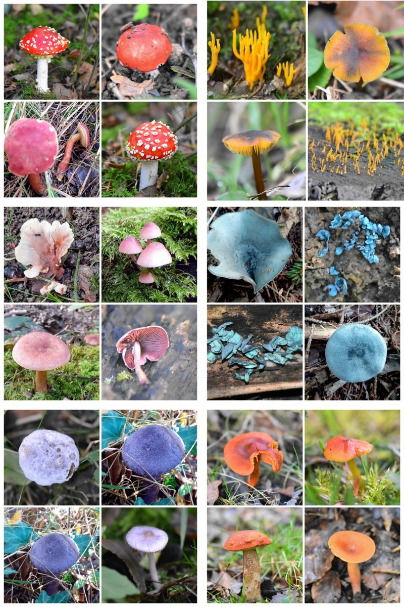 Diana Cotter@linnaeaborealis tweet media