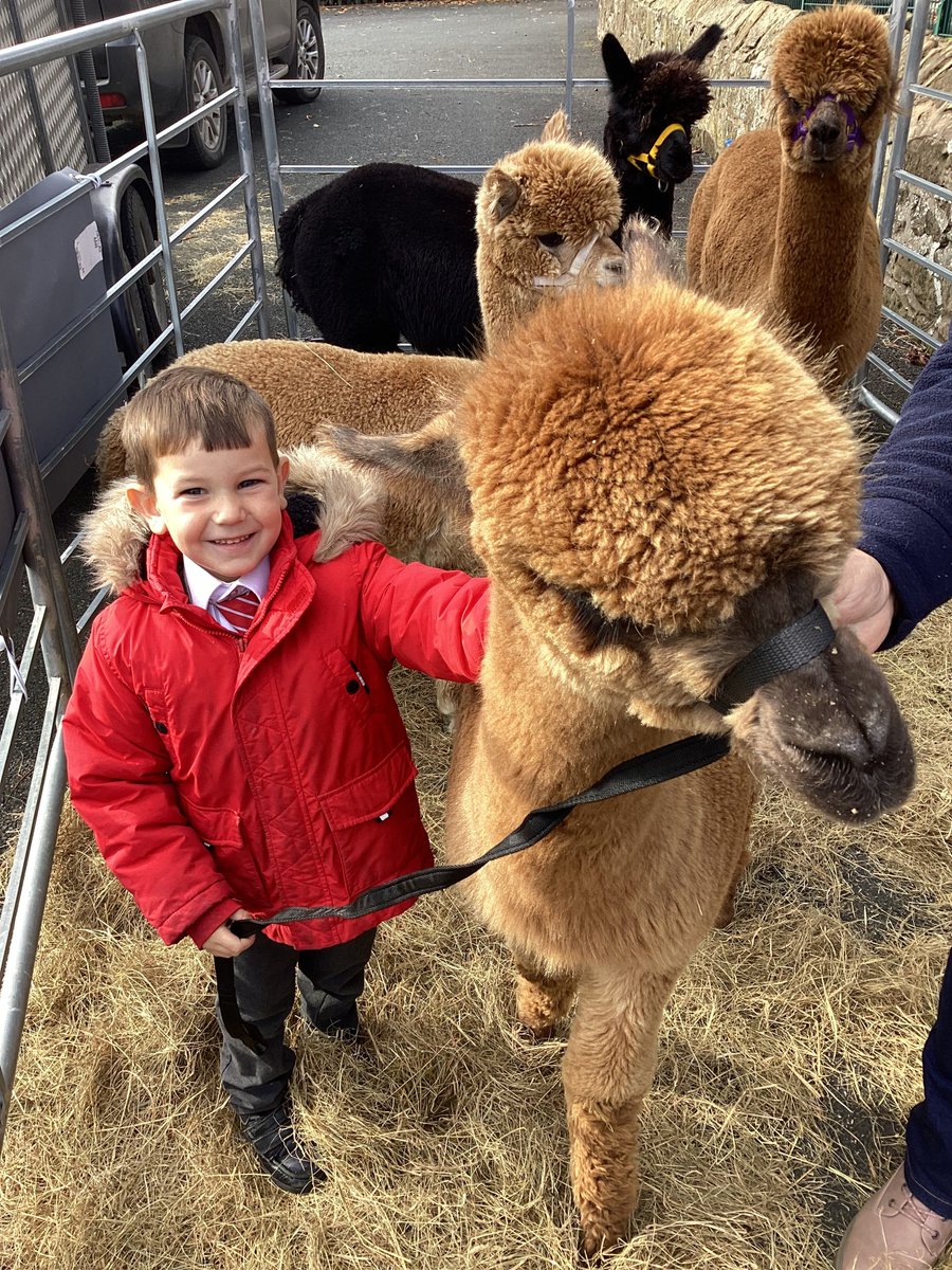 We have fed and held the lead of one of our alpaca visitors! <a href="/DawleyPrimary/">Dawley CE Primary</a>