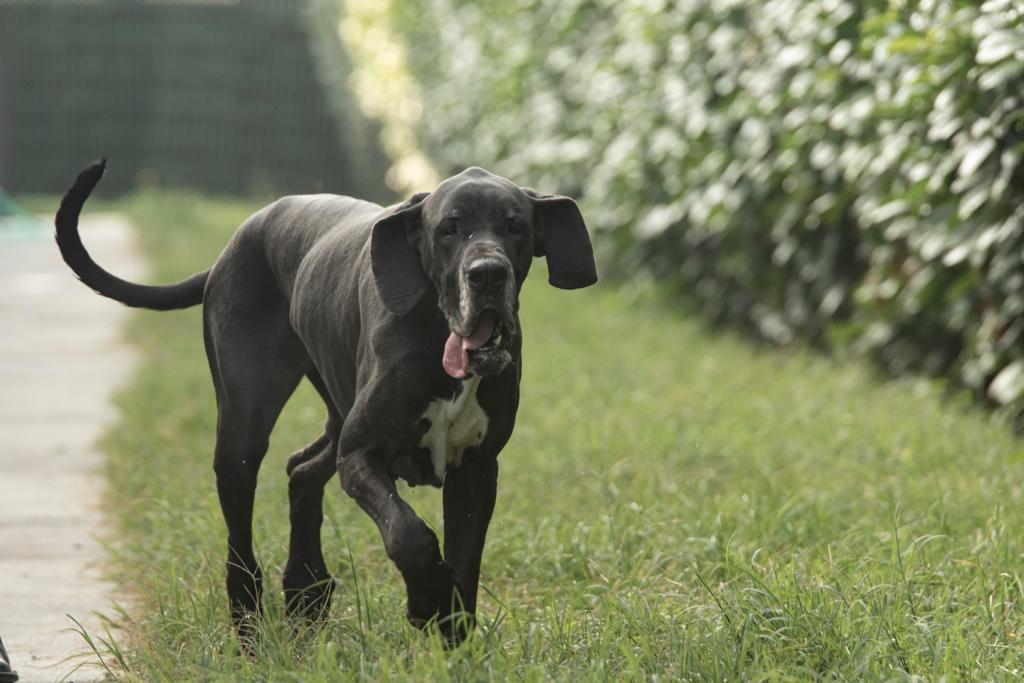 AdoptEu's tweet photo. Kali' due anni circa cerca casa! Abituata in famiglia, sarà affidata sterilizzata
Per info 3472723987 https://t.co/pvA8WJoqEa