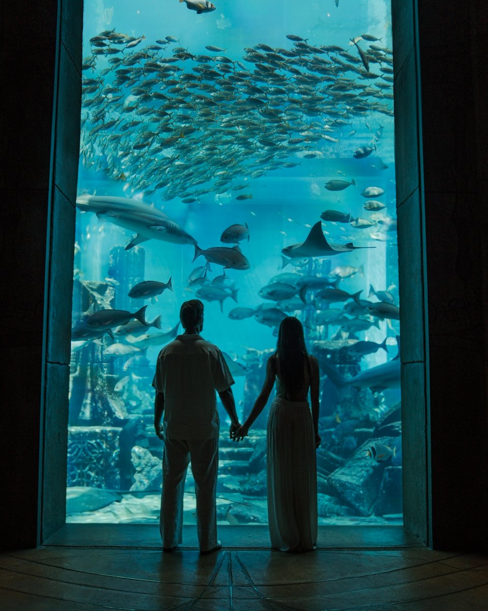 ATLANTIS's tweet photo. Embark on a mesmerising adventure when you explore The Lost Chambers Aquarium 🐠✨

Discover what awaits here: https://t.co/yuCTCYnDn1

#AtlantisThePalm #AWorldAway 

📸 sebastianchlodnicki and antonina_krzykacz https://t.co/BSNMwJznZc