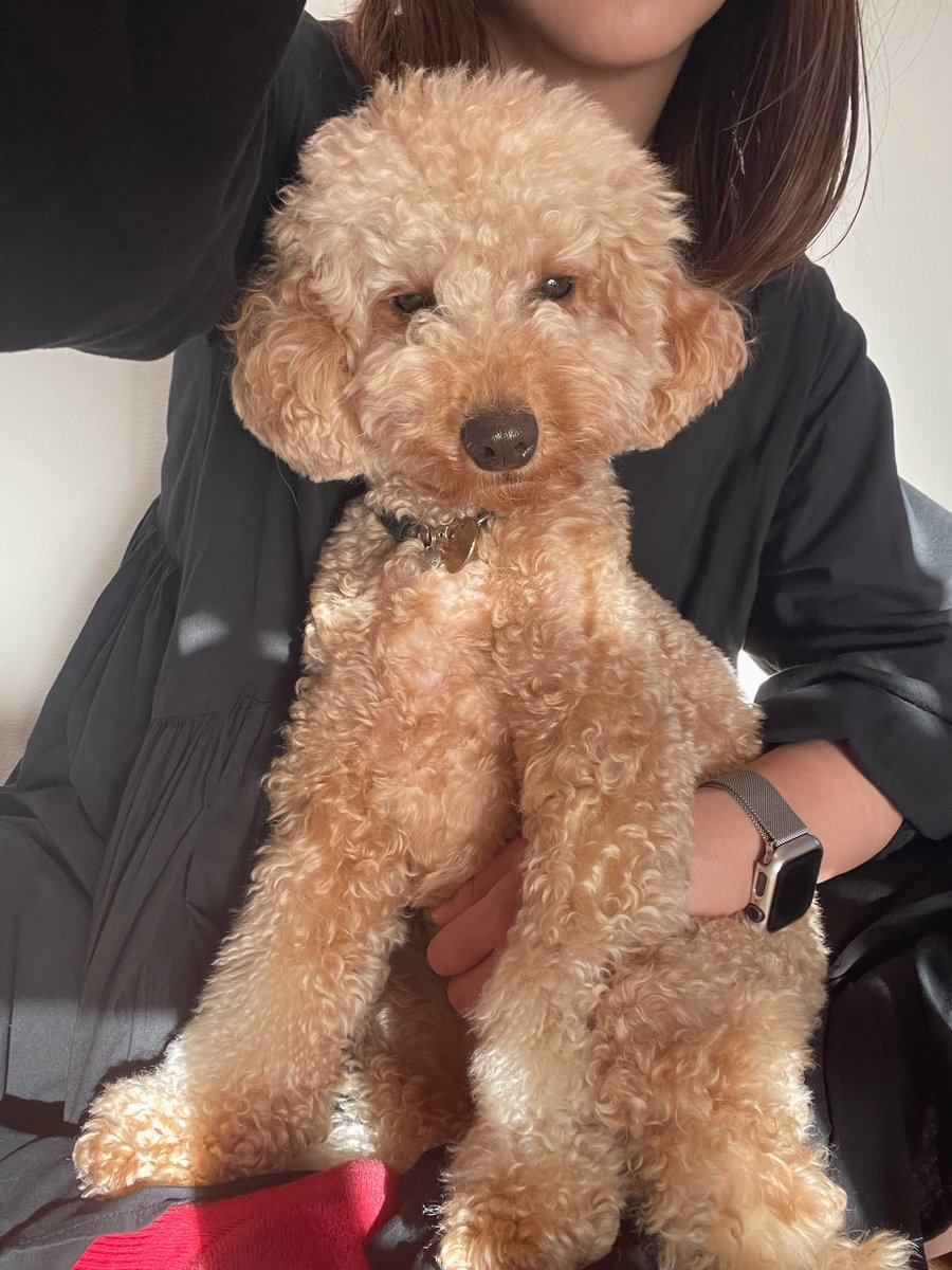 どこ行ってたんだよの顔

#toypoodle