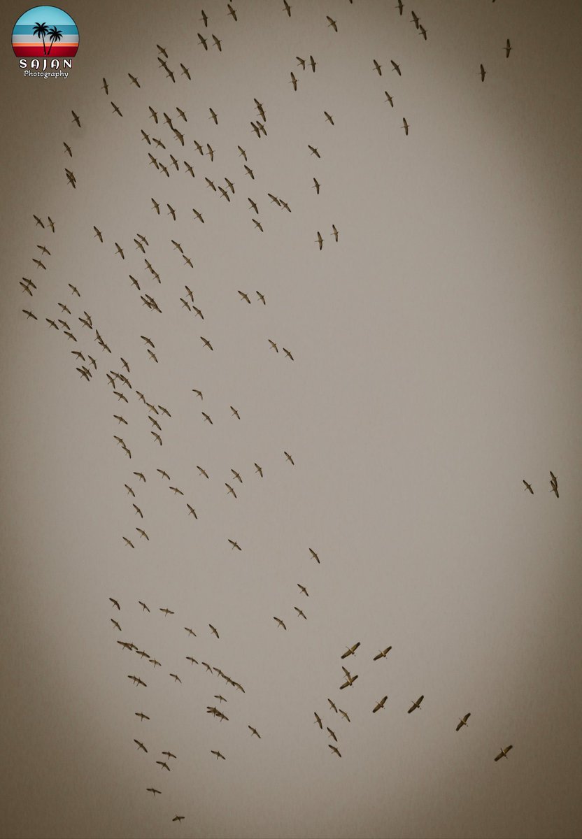 kohzada77's tweet photo. cranes are starting to make their way toward winter breeding grounds. Have you seen any lately?
.
Soooo, I only have a 55-250mm lens at the moment, so pardon my inability to zoom closer 😂
.
@sajanphotography https://t.co/hVLI57o2KJ