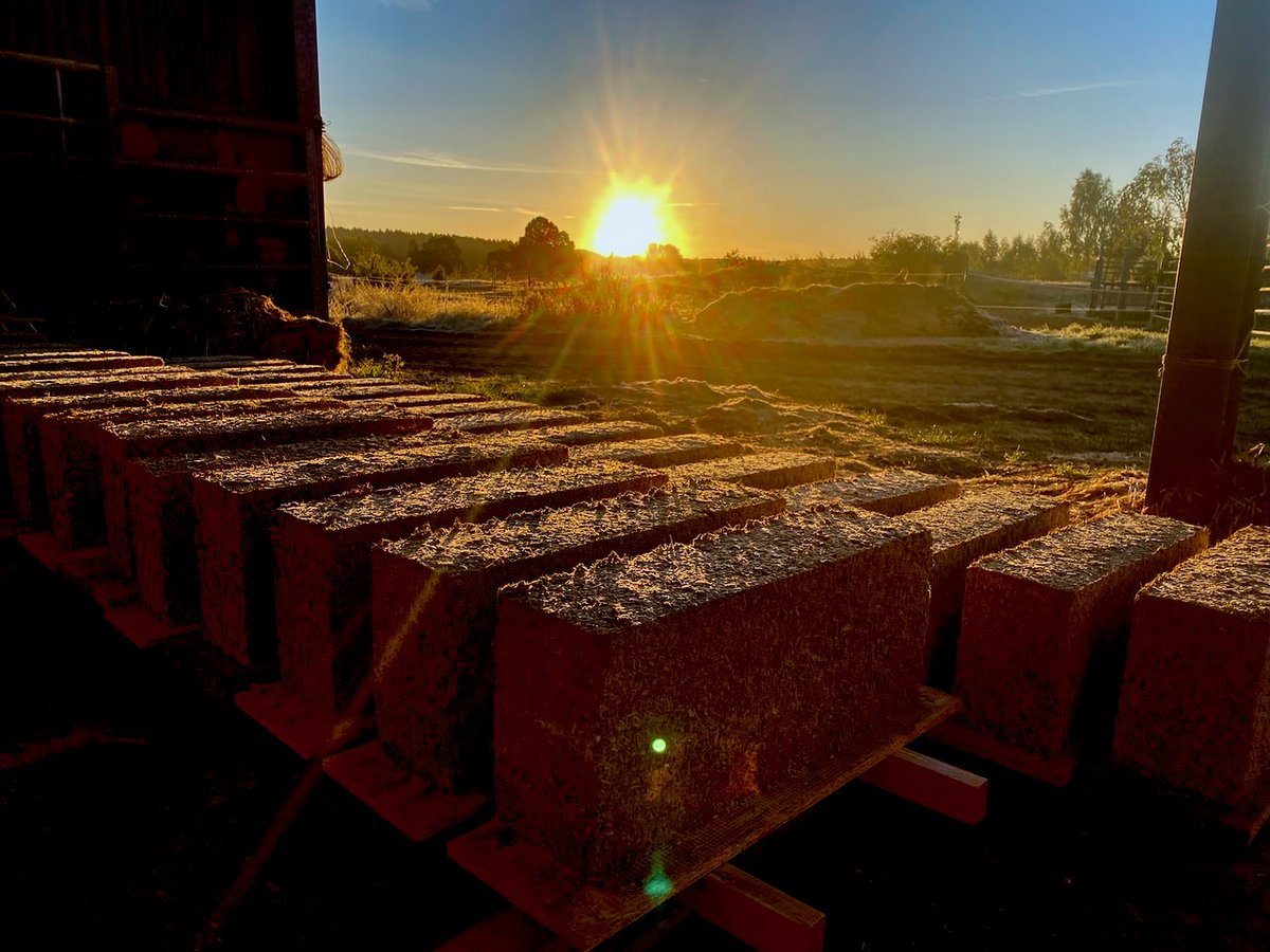 WSchaekel's tweet photo. Hanfsteine in der Morgensonne heute früh.
Das sind die letzten Hanfsteine für dieses Jahr. Nächstes Jahr geht es weiter.
#Hanfsteine #Hanfkalk #Hanfkalkmanufaktur https://t.co/zVvM5UnGiw