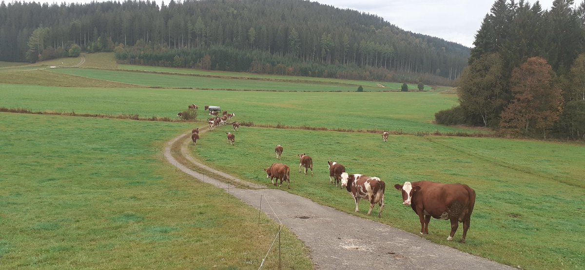 frauhasenklee's tweet photo. Und nach einigen Wochen hofnaher Weide, zum Schluss der #Weidesaison wieder Überqueren der Hauptstraße. 🤪
Trotz leichter Venenentzündung im Bein gehe ich mit hinunter, man möchte ja nicht, dass etwas passiert auf der Straße. https://t.co/kFP8x6kCk1