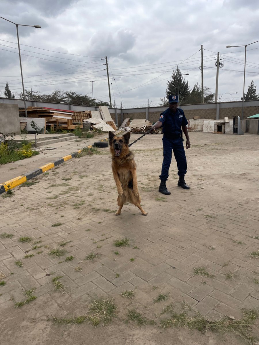 PawnSecurityLtd's tweet image. Excited to Introduce Our Four-Legged Security Team!
At @PawnSecurityLtd , we're constantly enhancing our security measures to provide you with top-notch protection. Meet our newest team members - our highly trained canine security experts!
#SecurityKe #safetyfirst #securitydog
