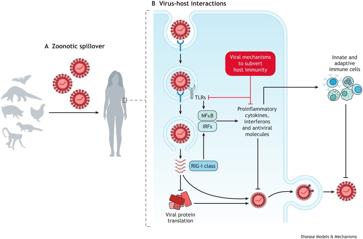 Our Editor Dr Sumana Sanyal @Dunn_School has written a fantastic Editorial on how enhancing our understanding of #viral-host interactions can help us predict, prevent and prepare for future #pandemics

Look out for her today at day 2 of #DMMinfectious 

journals.biologists.com/dmm/article/16…