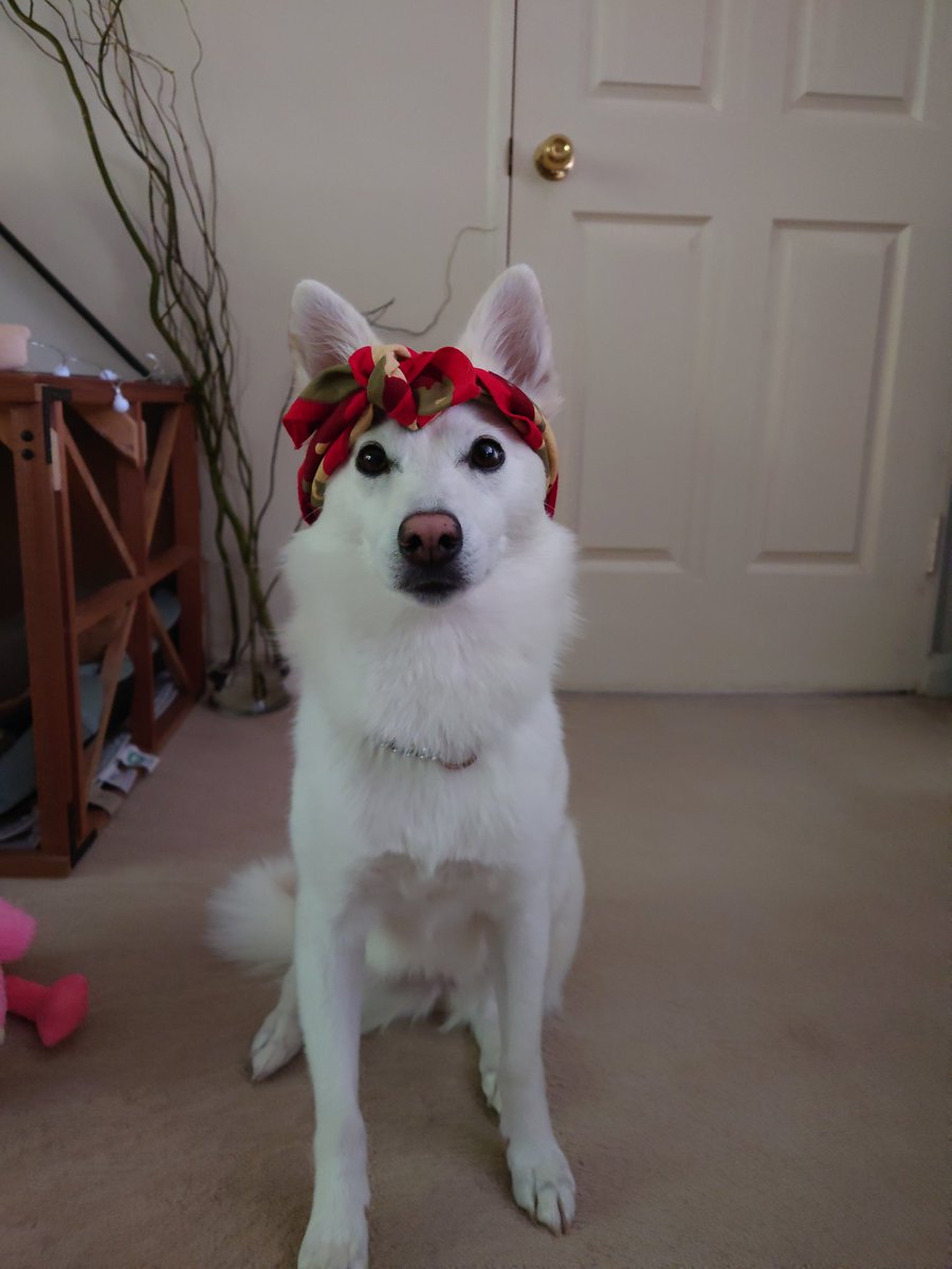 kayls_eth's tweet image. Wasabiにメタサム2のMakaveil付けてみたかったんだけど.... なんか違う🙄

#metasamurai #metasamurai2 #犬のいる生活  #犬系彼女