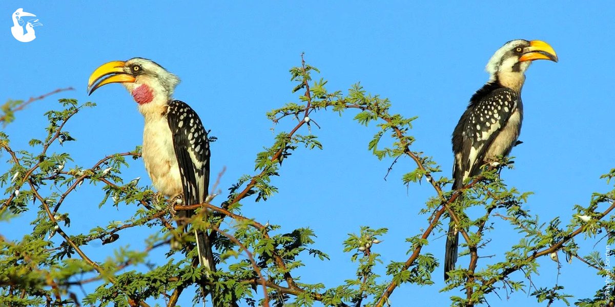Take a look👀 at the picture and spot the differences! The male and female Eastern Yellow-billed Hornbills are waiting for your answer. 📸: Raphael Jordan Find out more: iucnhornbills.org/eastern-yellow… #HornbillsOfAfrica #BirdsOfInstagram #IUCNHSG