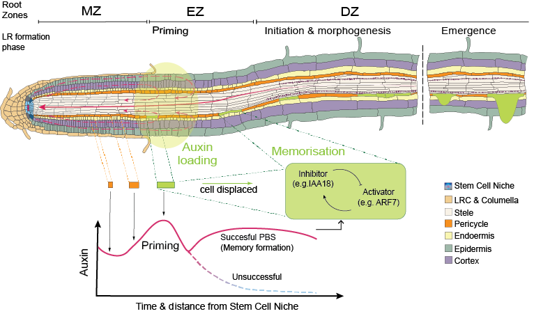 Maizel Lab @maizel-lab.bsky.social (@alexismaizel) on Twitter photo Some opinions about the mechanisms underlying the recurring priming of lateral roots and its tuning by the environment. 🌱 <a href="/bjazminrh/">JazmĂn Reyes</a>
➡️authors.elsevier.com/a/1hxPb4tPF3tz…
🔓Free access until Dec. 6th Some opinions about the mechanisms underlying the recurring priming of lateral roots and its tuning by the environment. 🌱 <a href="/bjazminrh/">JazmĂn Reyes</a>
➡️authors.elsevier.com/a/1hxPb4tPF3tz…
🔓Free access until Dec. 6th